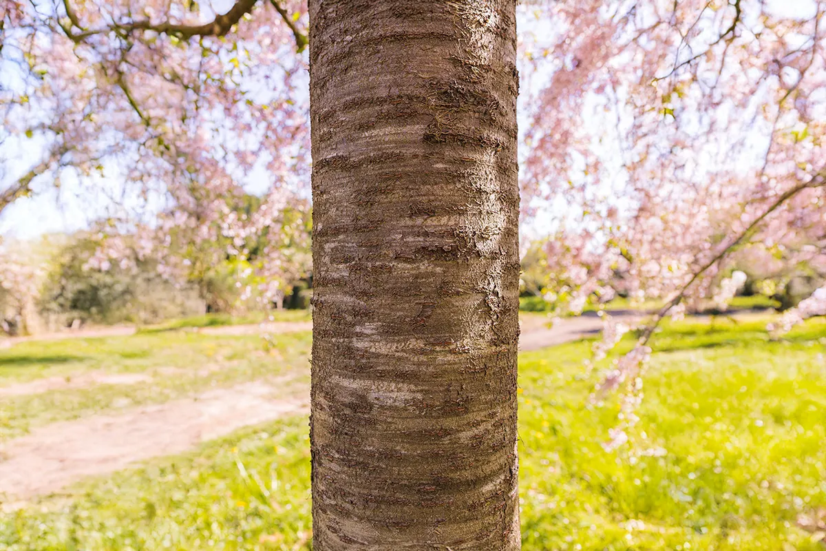 Domaine Des Rochettes Pepiniere A Nantes PRUSUBROSEA3