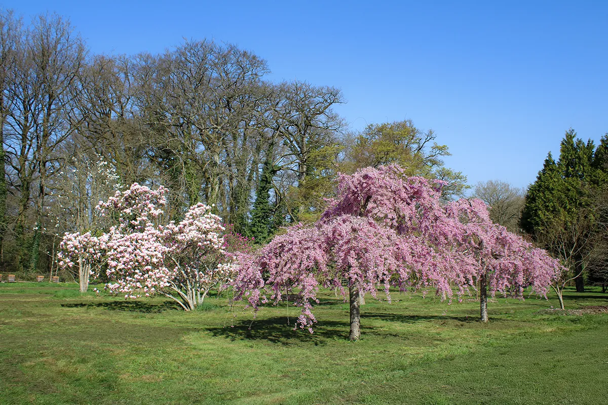 Domaine Des Rochettes Pepiniere A Nantes PRUSUBROSEA4
