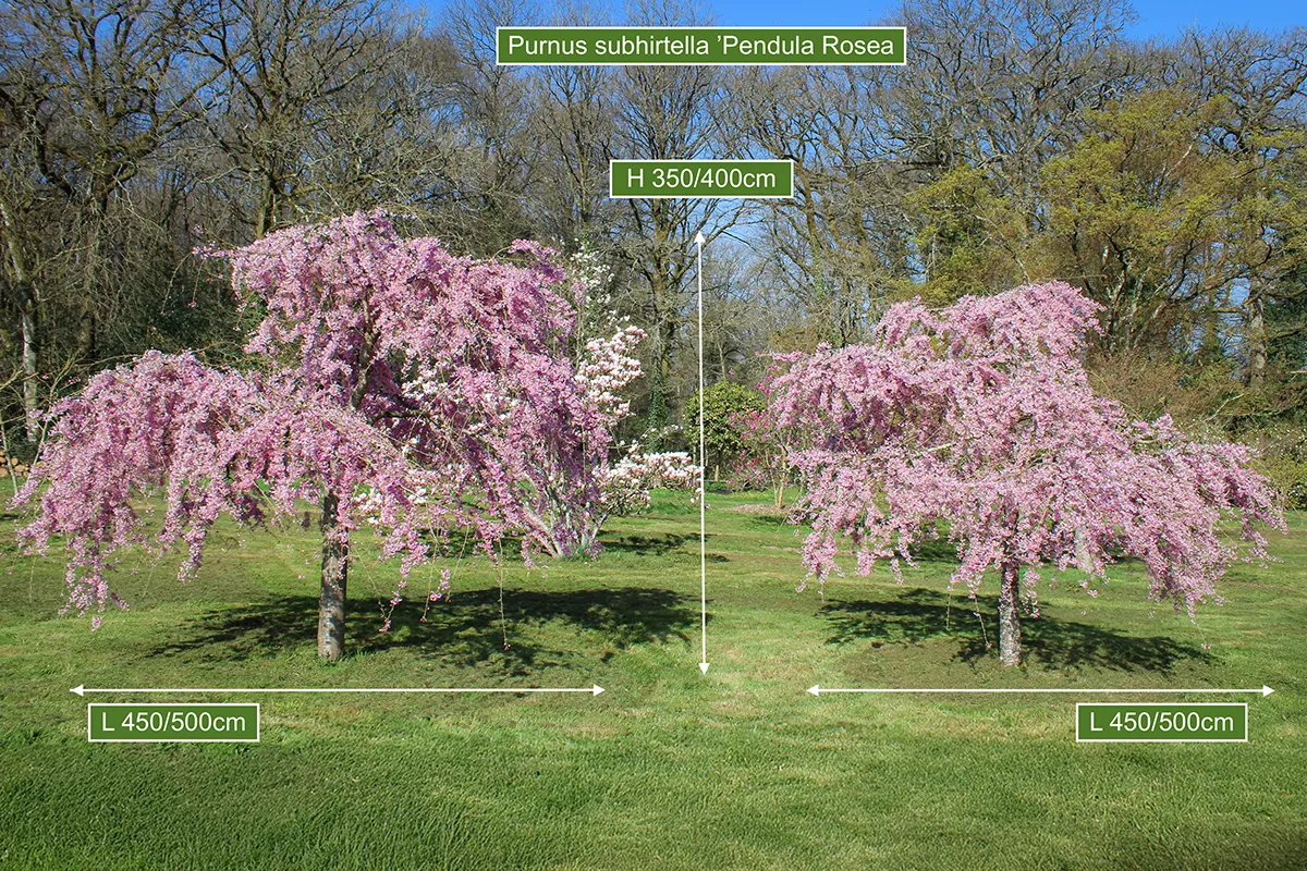 Domaine Des Rochettes Pepiniere A Nantes PRUSUBROSEA5