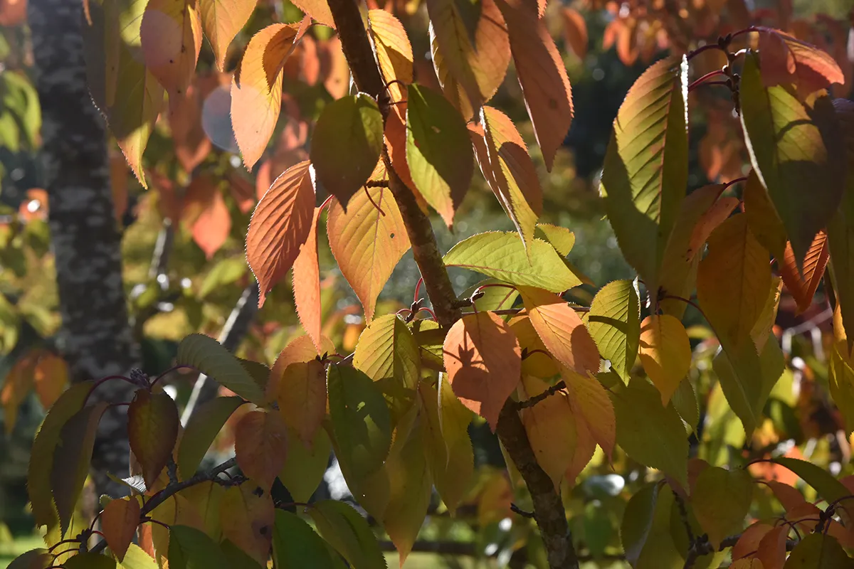 Domaine Des Rochettes Pepiniere A Nantes PRUYEDONS24