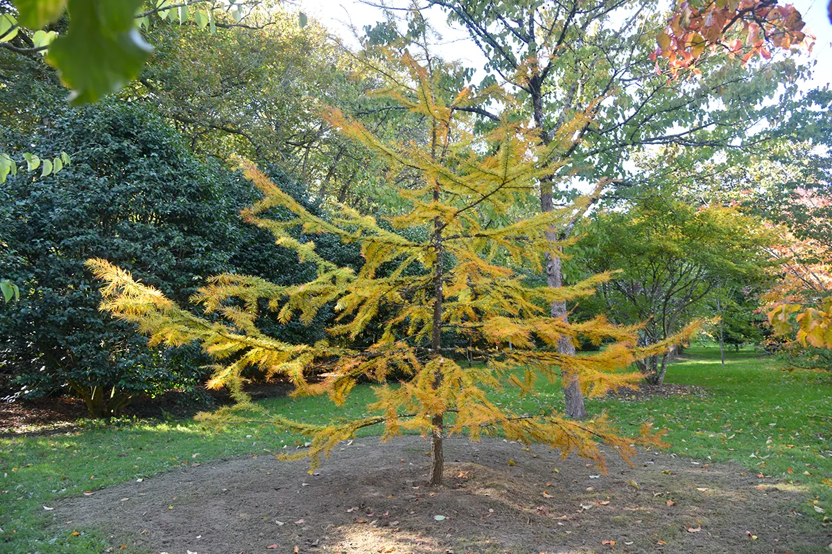 Domaine Des Rochettes Pepiniere A Nantes PSEUDOLARIX1