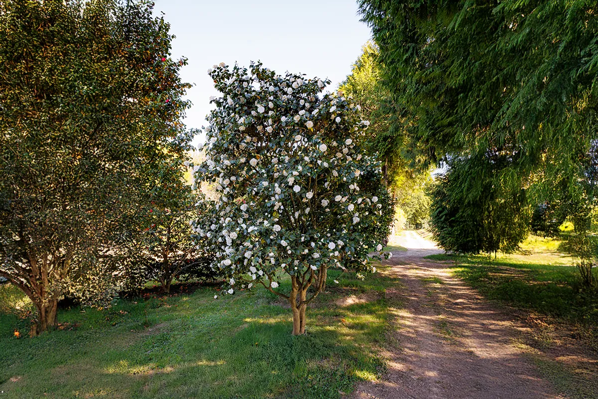 Domaine Des Rochettes Pepiniere A Nantes PT01DLR1