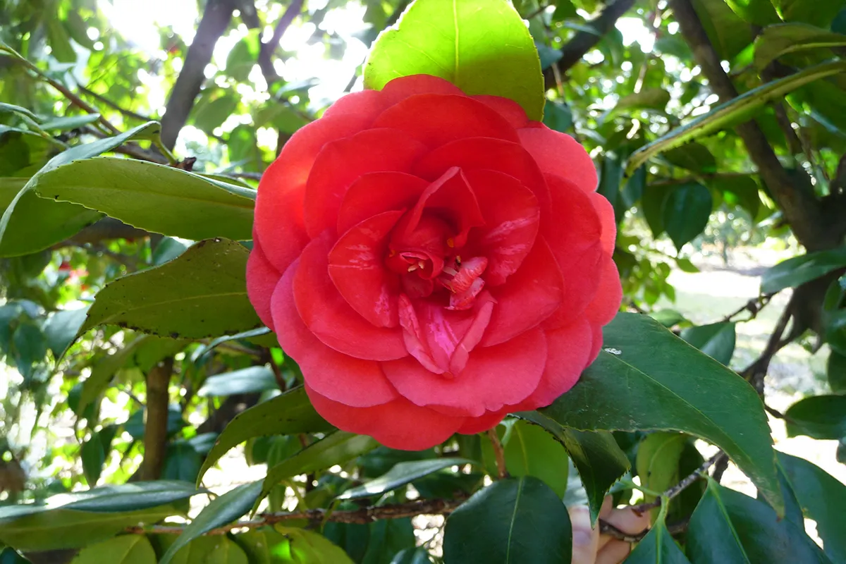 Domaine Des Rochettes Pepiniere A Nantes PT01GL2