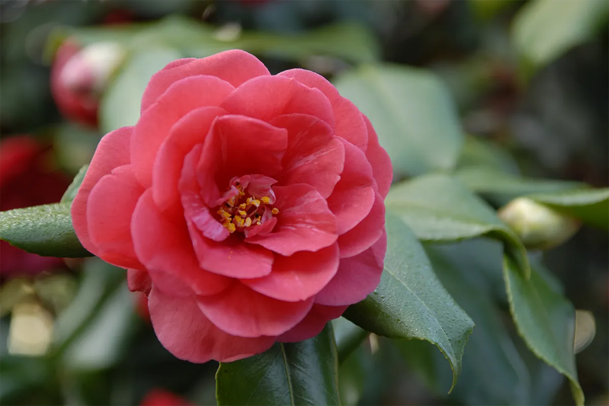 Domaine Des Rochettes Pepiniere A Nantes PT01GL3