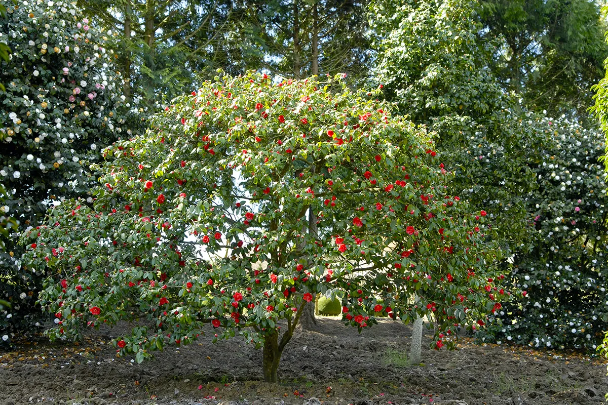 Domaine Des Rochettes Pepiniere A Nantes PT01GL4