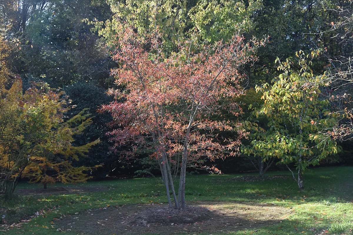 Domaine Des Rochettes Pepiniere A Nantes QPHELLOSNS11