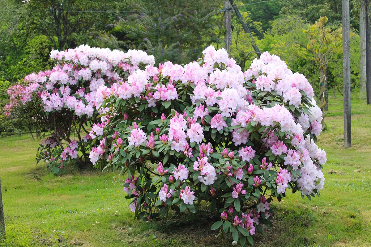 Domaine Des Rochettes Pepiniere A Nantes RHODOCP011