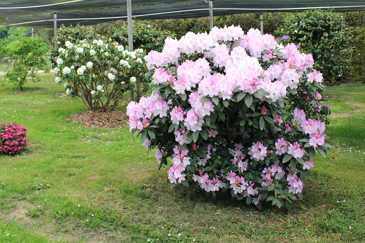 Domaine Des Rochettes Pepiniere A Nantes RHODOCP021