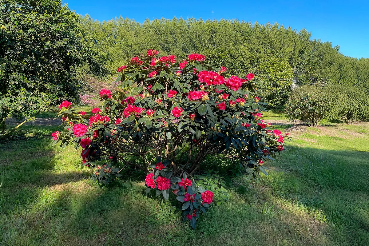 Domaine Des Rochettes Pepiniere A Nantes RHODOMPRICE011