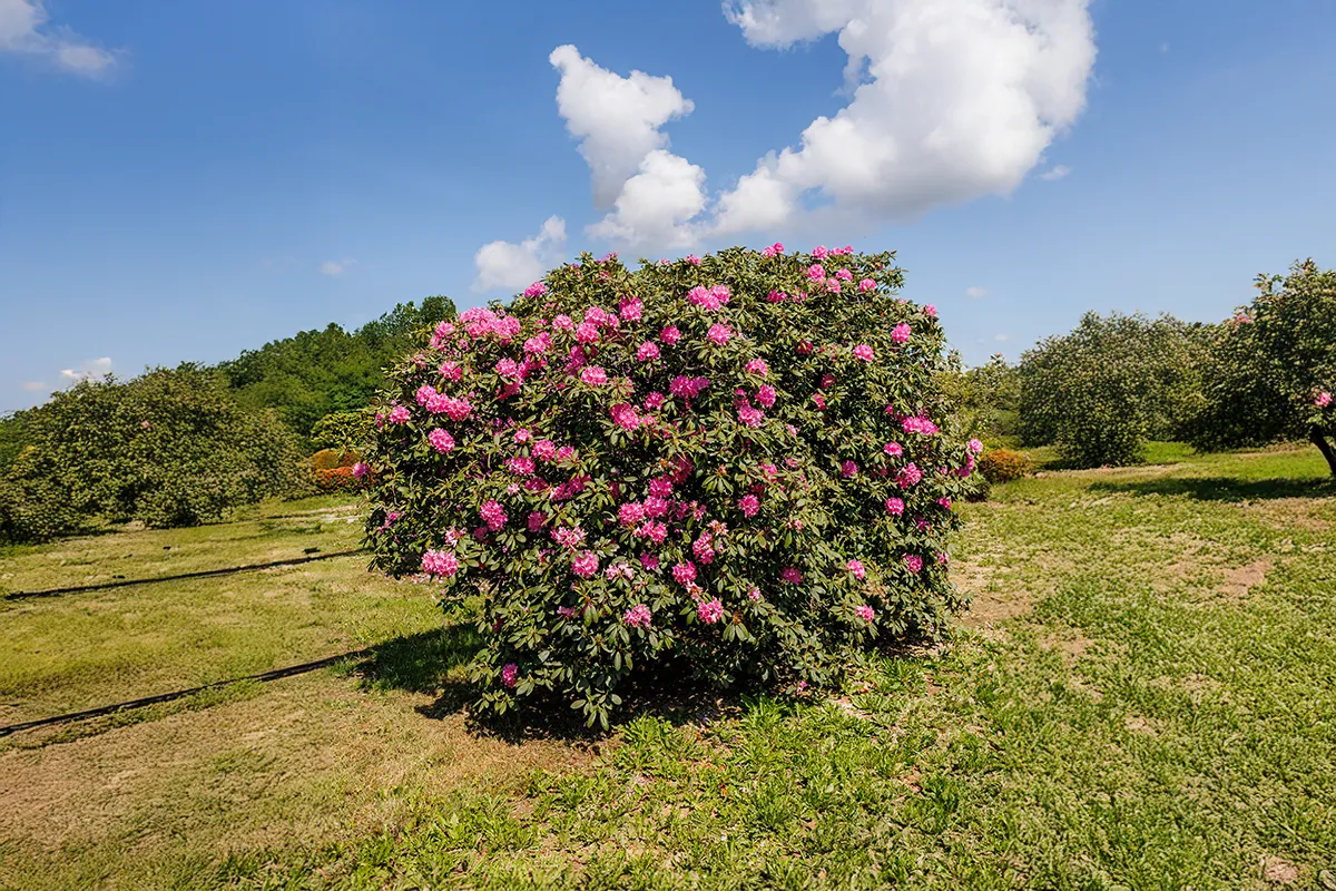 Domaine Des Rochettes Pepiniere A Nantes RHODORELE021