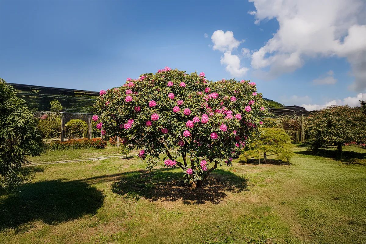 Domaine Des Rochettes Pepiniere A Nantes RHODORELE041