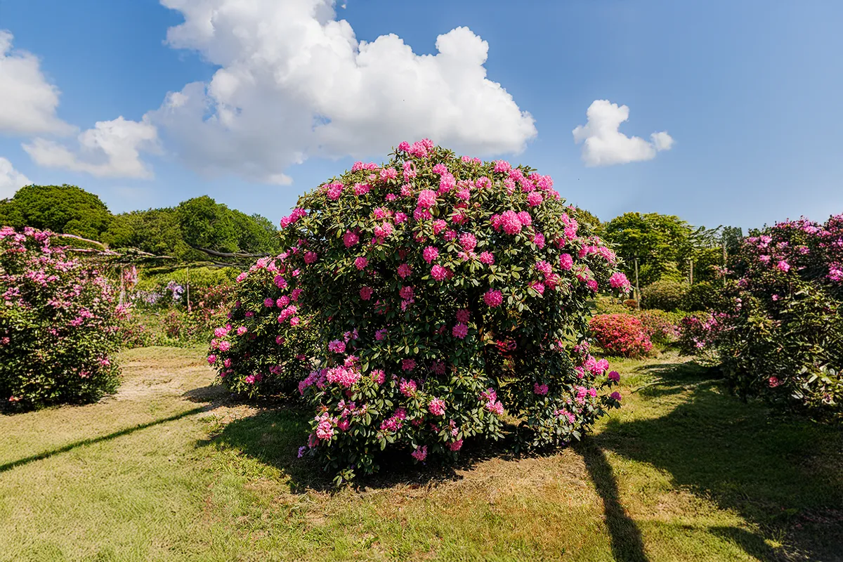 Domaine Des Rochettes Pepiniere A Nantes RHODORELE051