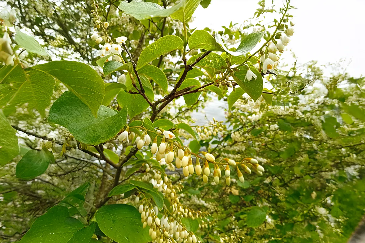 Domaine Des Rochettes Pepiniere A Nantes STYRAXOBA2