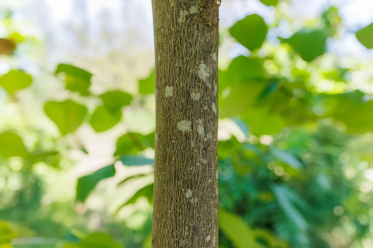 Domaine Des Rochettes Pepiniere A Nantes STYRAXOBA3