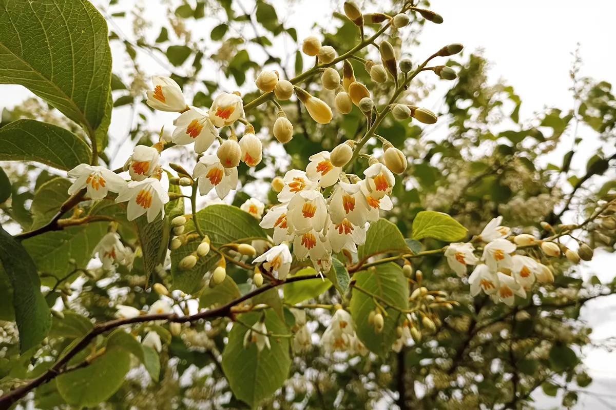 Domaine Des Rochettes Pepiniere A Nantes STYRAXOBA4