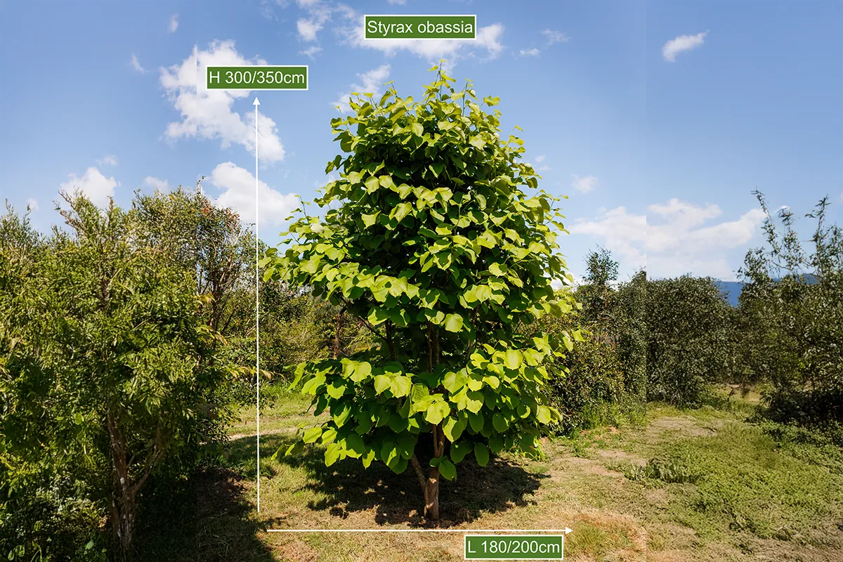 Domaine Des Rochettes Pepiniere A Nantes STYRAXOBA5