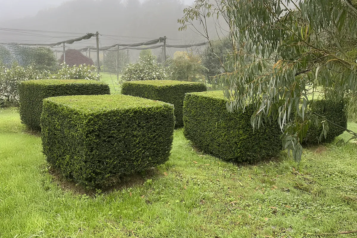 Domaine Des Rochettes Pepiniere A Nantes TAXCUB011