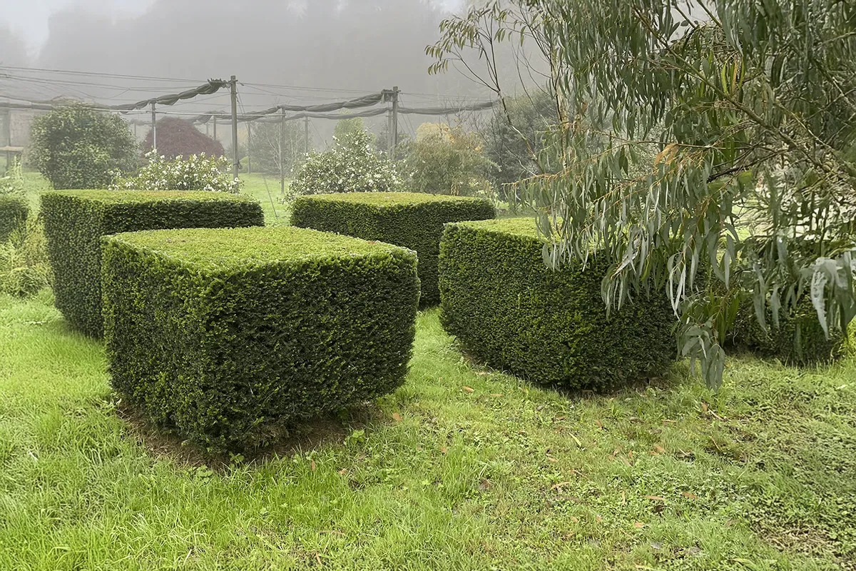 Domaine Des Rochettes Pepiniere A Nantes TAXCUB021