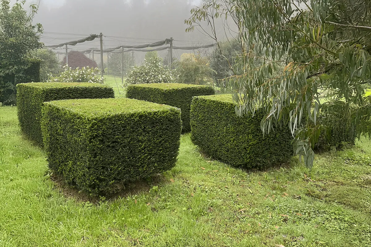 Domaine Des Rochettes Pepiniere A Nantes TAXCUB031