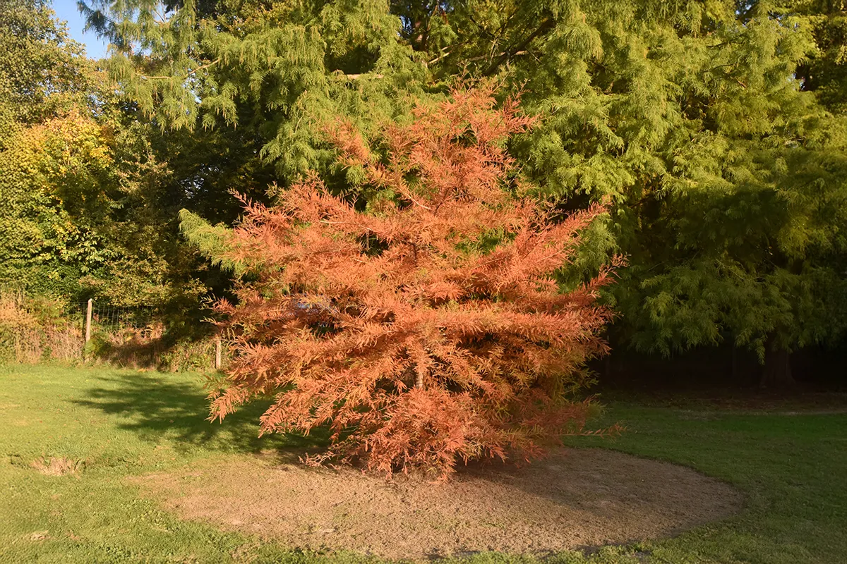 Domaine Des Rochettes Pepiniere A Nantes TAXODNE11