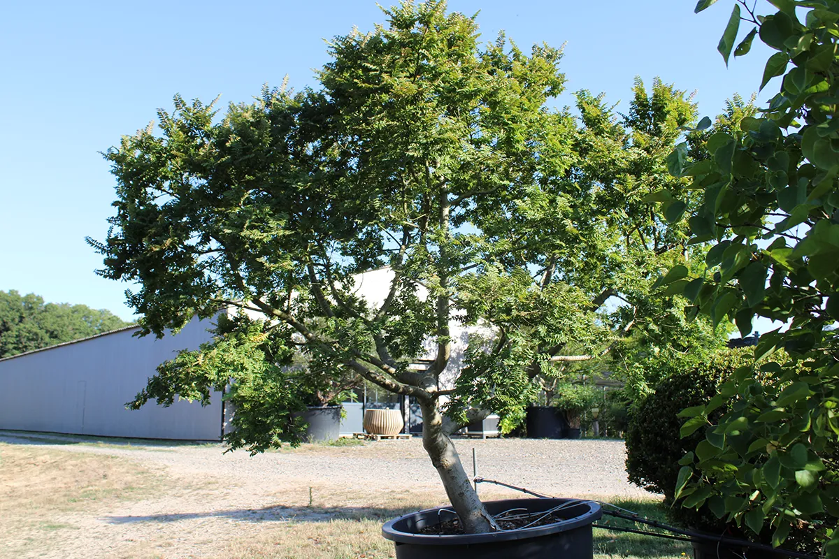 Domaine Des Rochettes Pepiniere A Nantes ULMUSH011