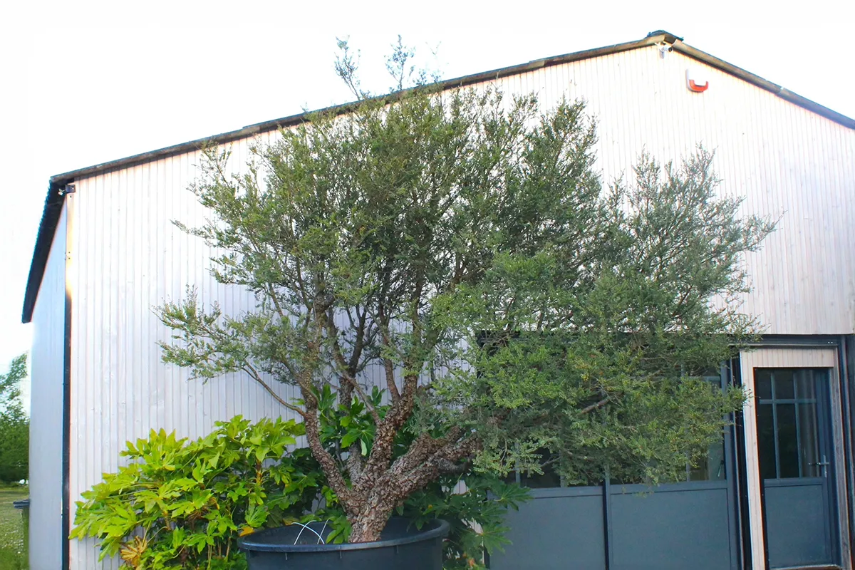 Domaine Des Rochettes Pepiniere A Nantes ULMUSPS011