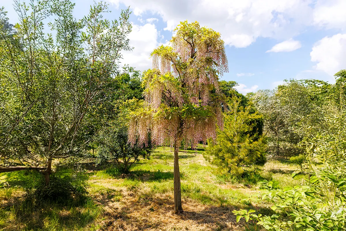 Domaine Des Rochettes Pepiniere A Nantes WFROSEAGR2TIGE1