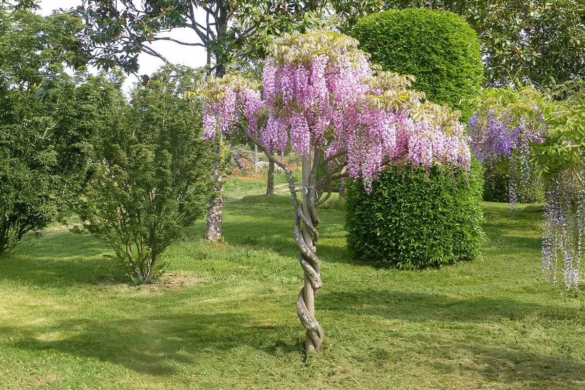 Domaine Des Rochettes Pepiniere A Nantes WFROSEAHANG1