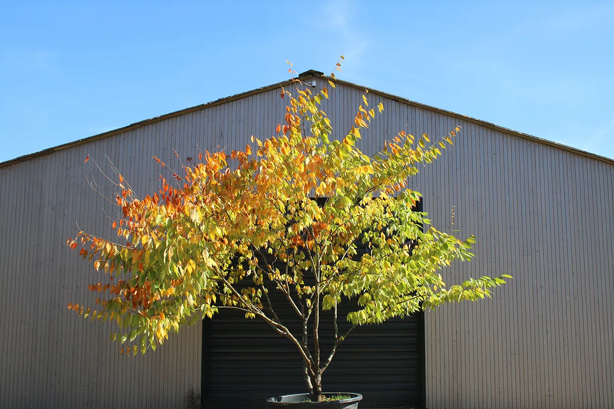 Domaine Des Rochettes Pepiniere A Nantes ZELKOCONT1