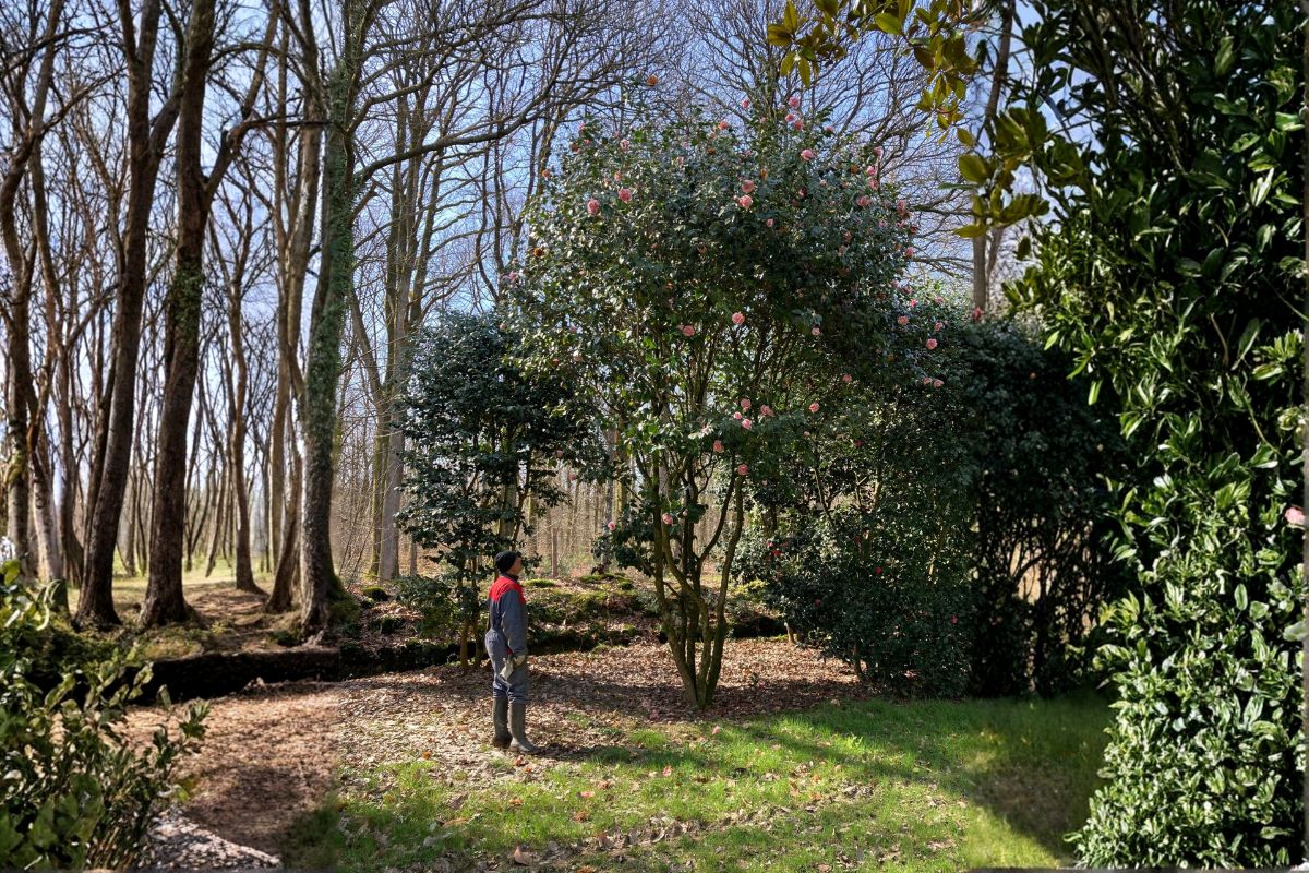 Domaine Des Rochettes Pepiniere A Nantes BUX210 1