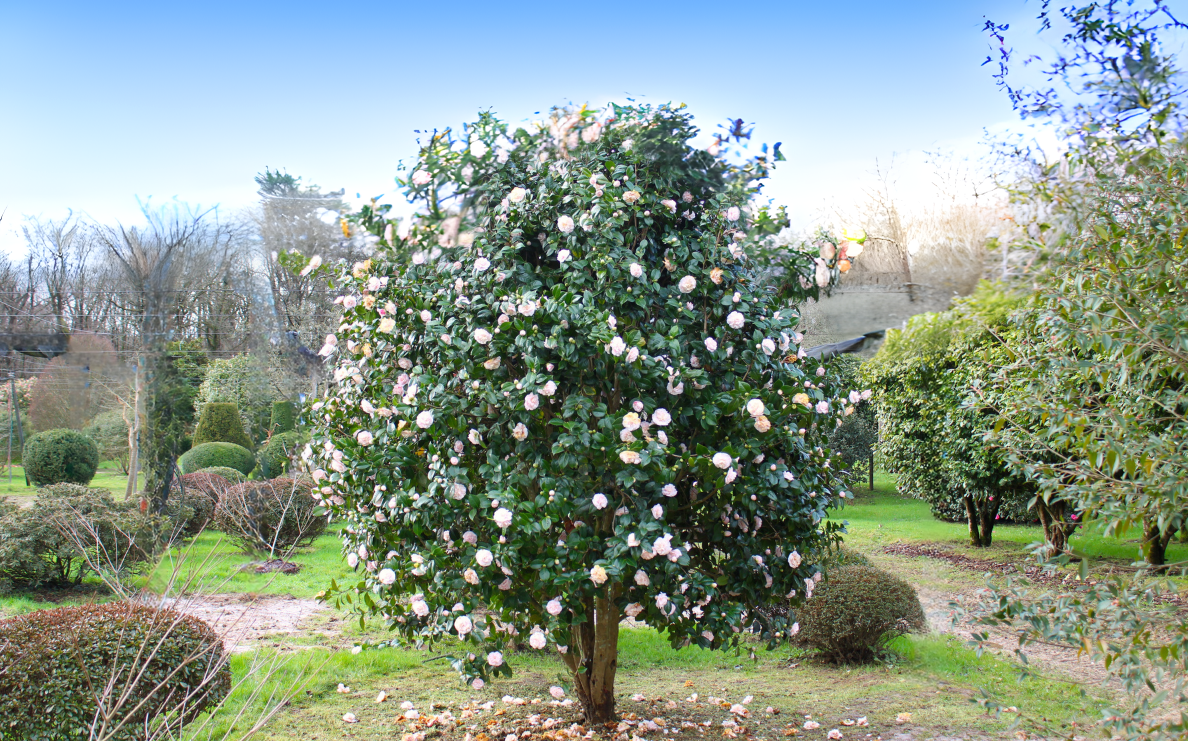 Domaine Des Rochettes Pepiniere A Nantes Design Sans Titre4 1