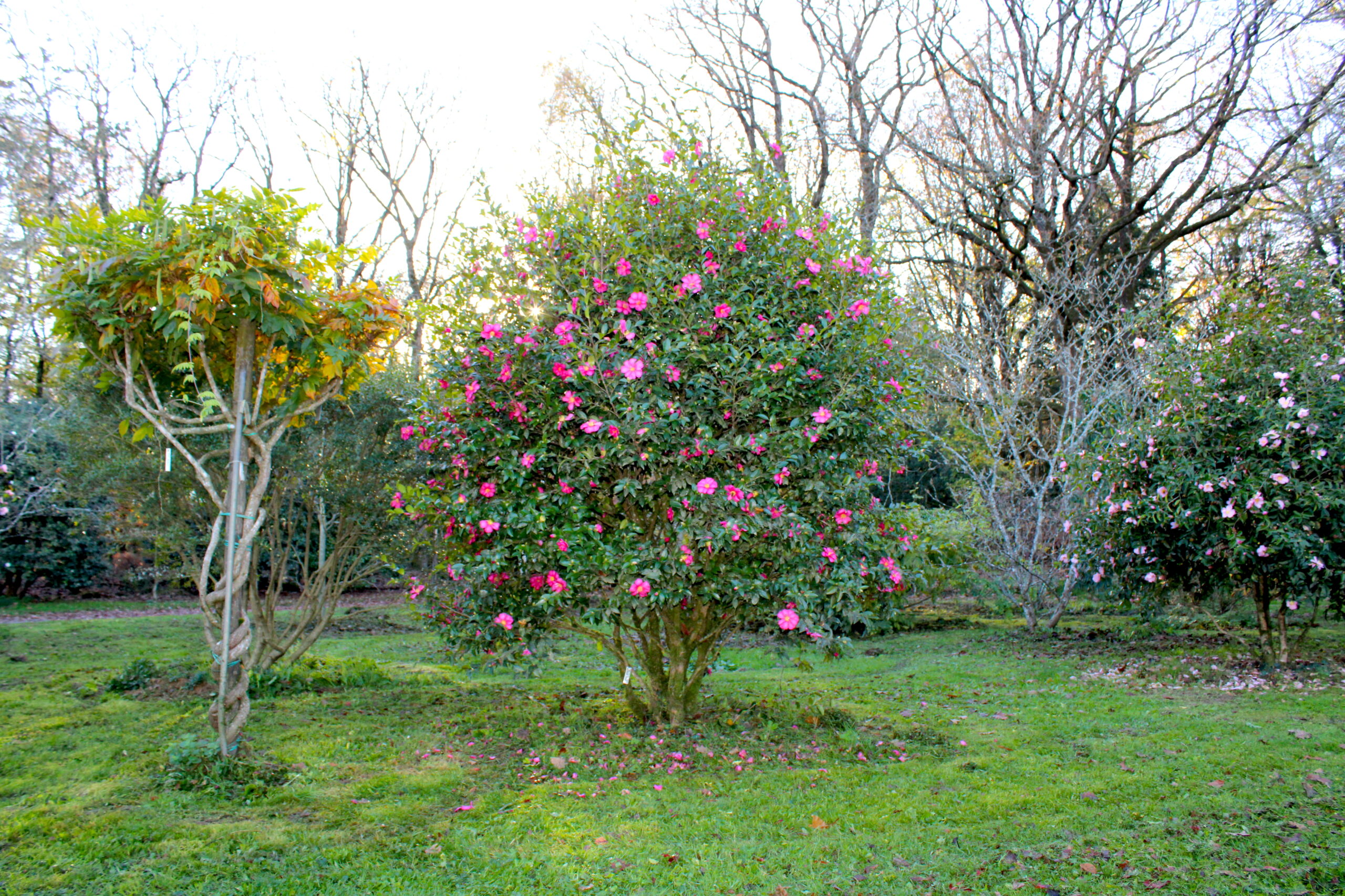 Domaine Des Rochettes Pepiniere A Nantes IMG 3110