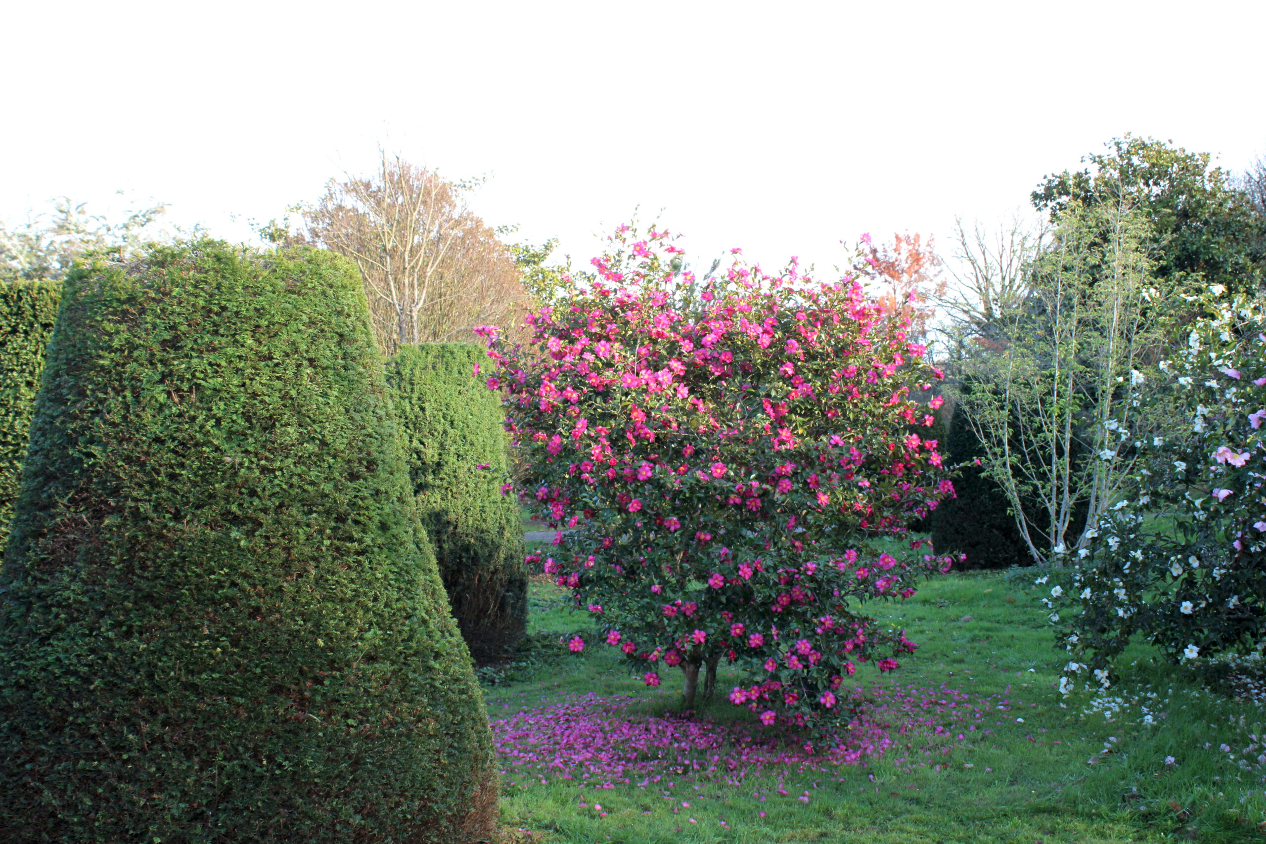 Domaine Des Rochettes Pepiniere A Nantes IMG 3130 1