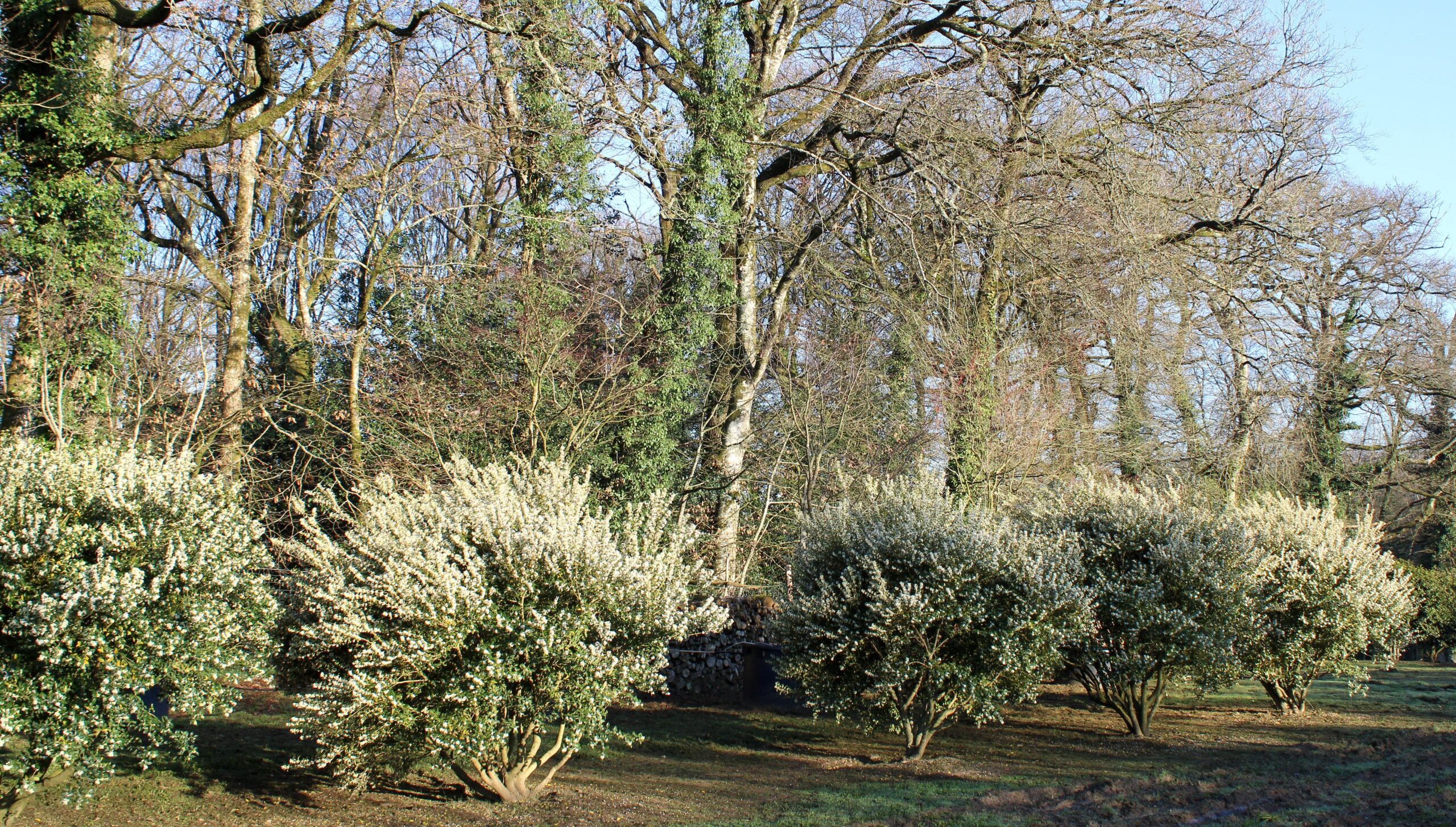 Domaine Des Rochettes Pepiniere A Nantes IMG 3605 Copie 1