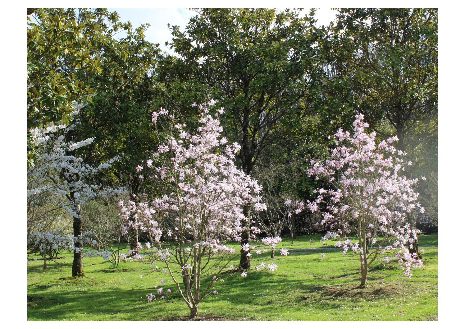 Domaine Des Rochettes Pepiniere A Nantes IMG 3648.JPG Compressed 1 1