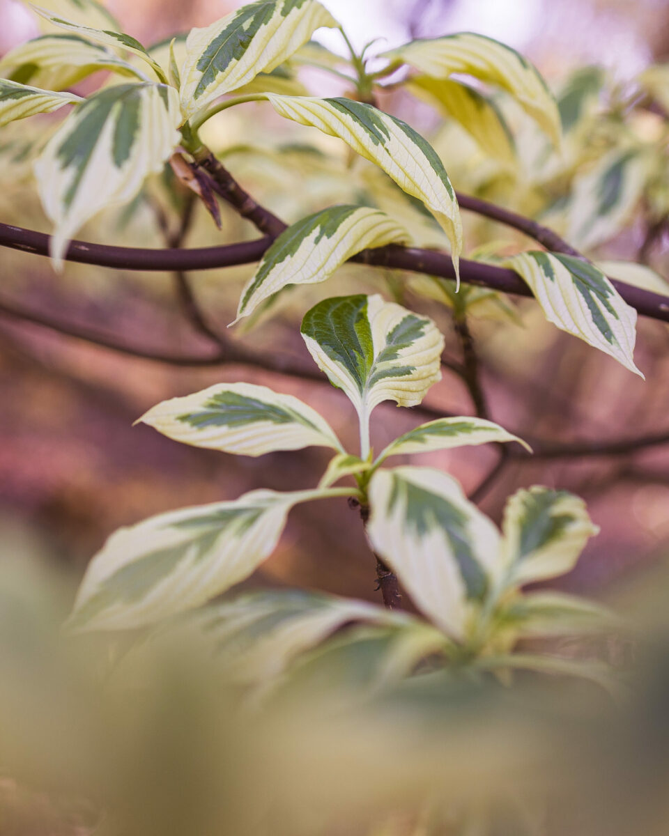 Domaine Des Rochettes Pepiniere A Nantes FKS 1698