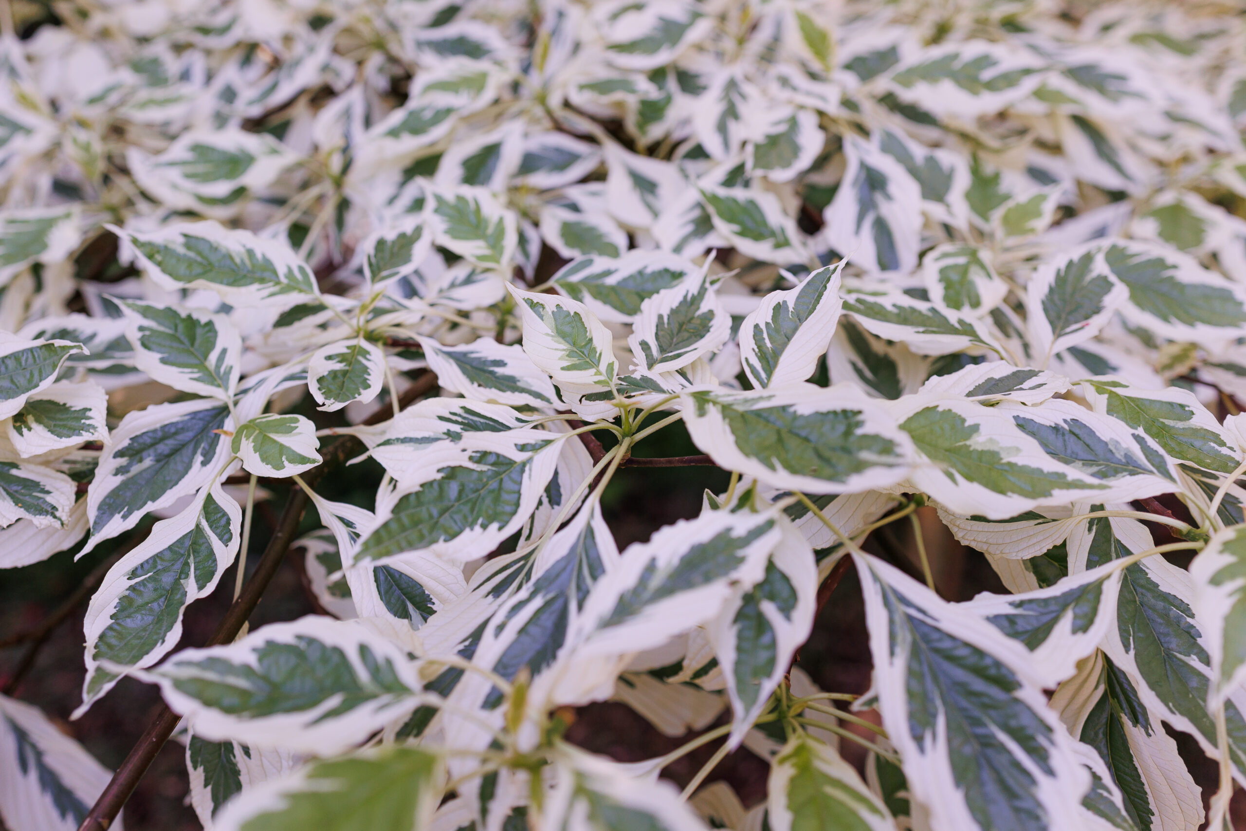 Domaine Des Rochettes Pepiniere A Nantes FKS 3273