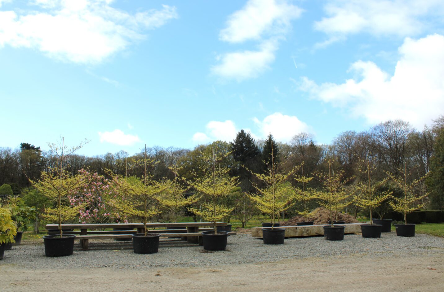 Domaine Des Rochettes Pepiniere A Nantes IMG 3729.JPG Compressed 2