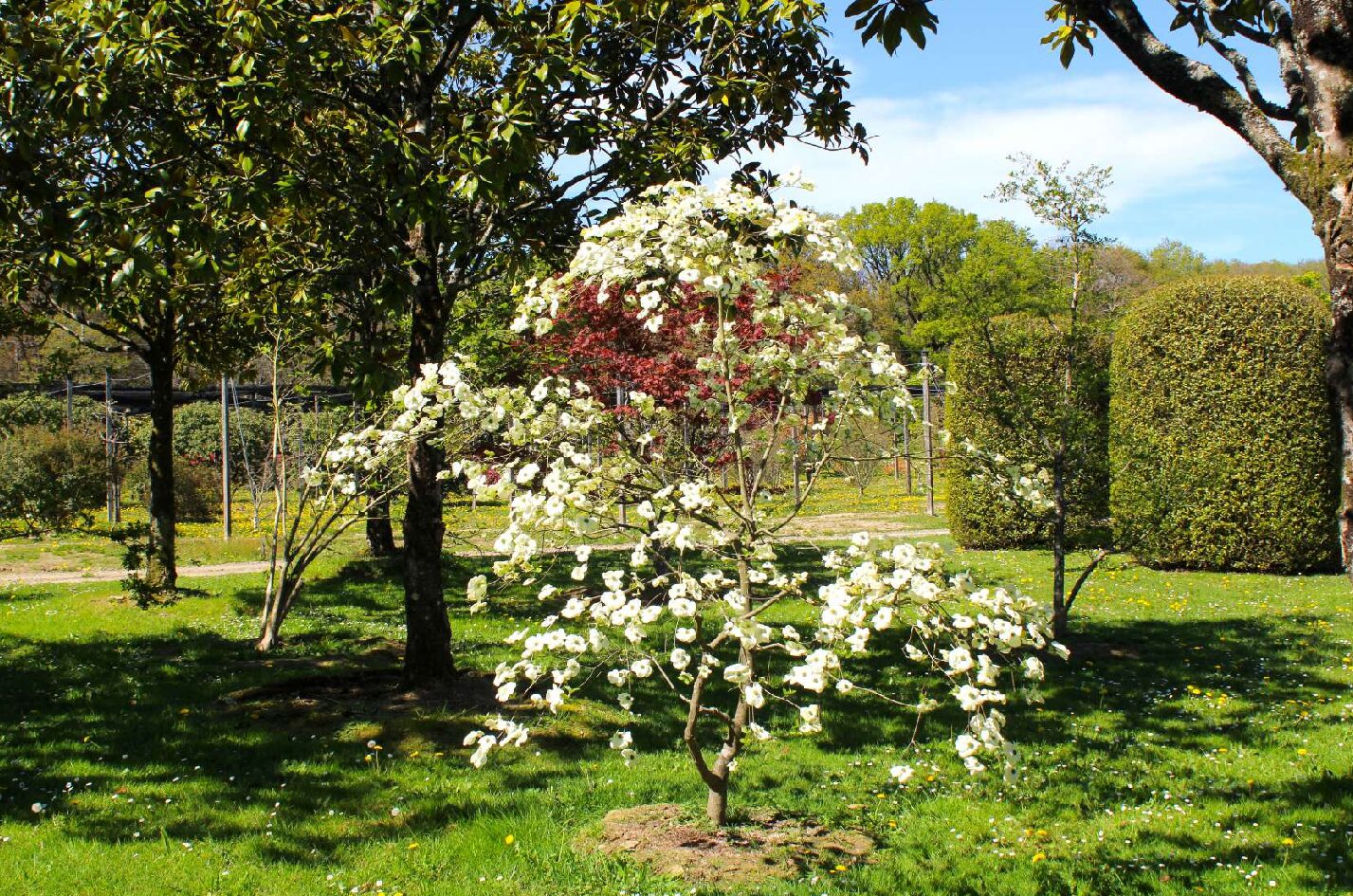 Domaine Des Rochettes Pepiniere A Nantes IMG 3784 Copie.JPG Compressed 1