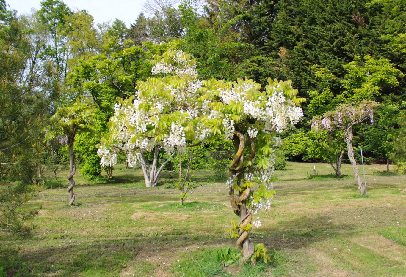 Domaine Des Rochettes Pepiniere A Nantes IMG 3871 Copie.JPG Compressed